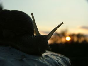 Cum sa pleci cu blogul in spate sau povestea melcului blogger