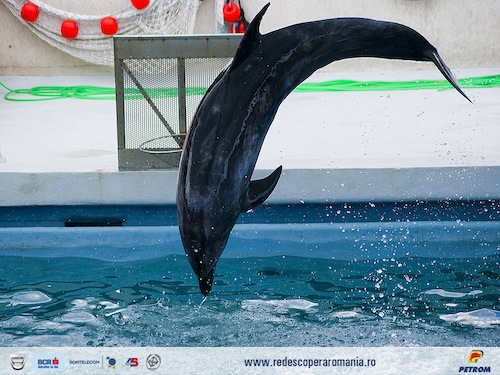 Saritura Delfinariu