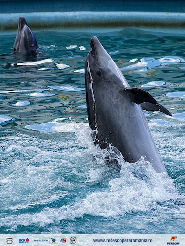 Delfinariu Constanta