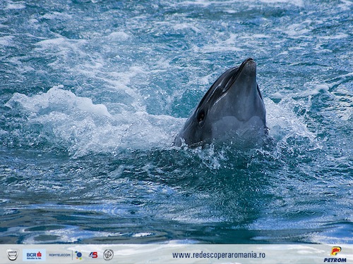 Delfin la Delfinariu Constanta