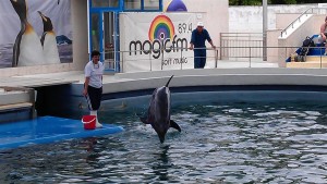 Delfin sarind la Delfinariul Constanta