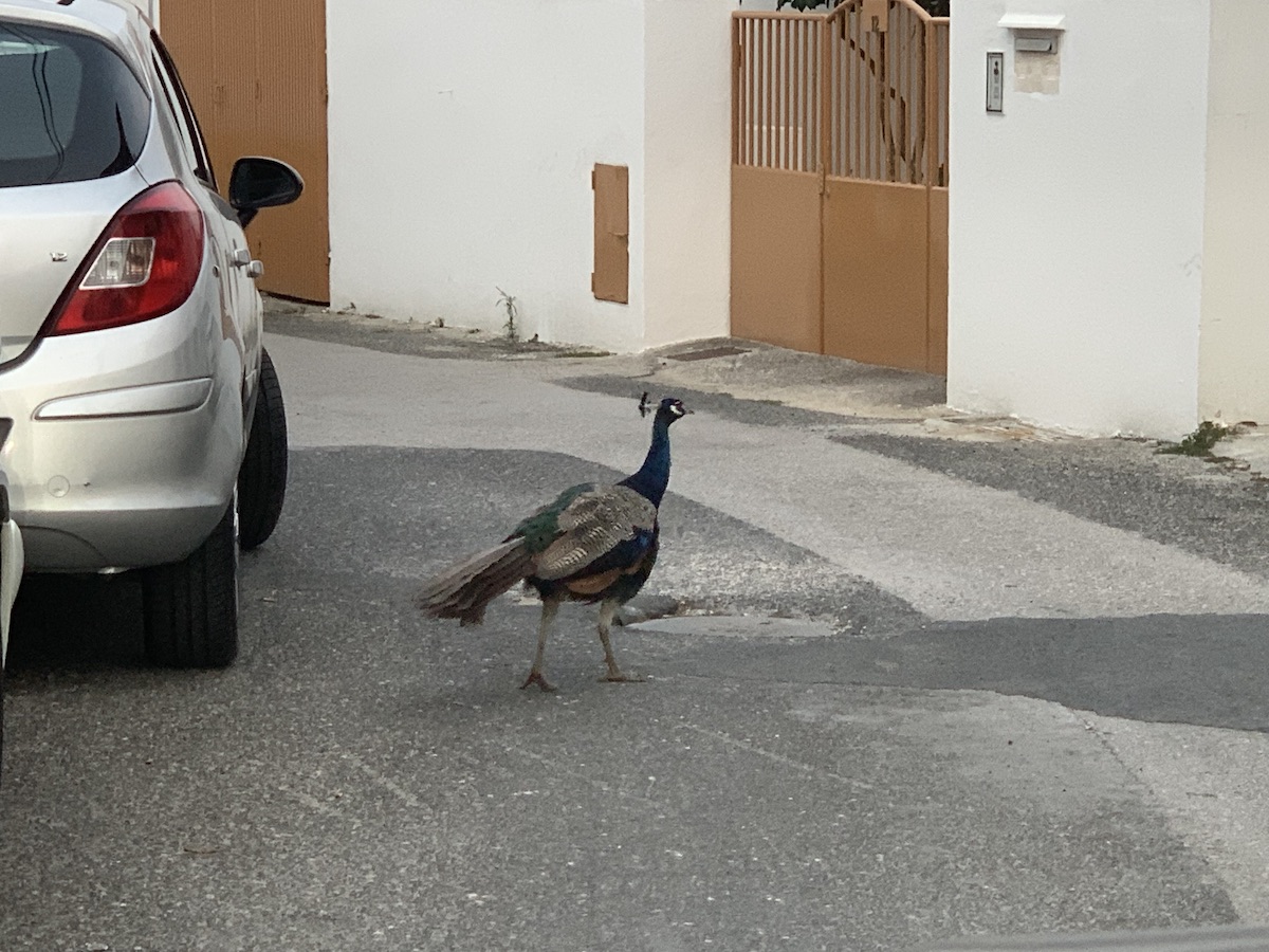 A peacock on the road in a Portuguese village