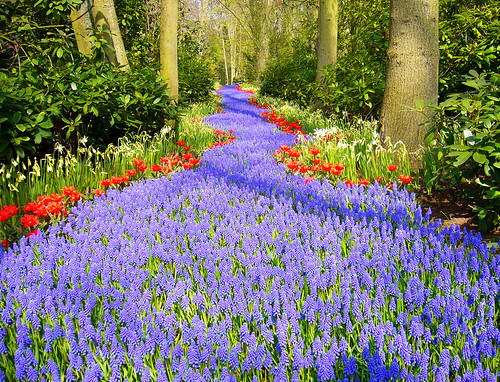 Keukenhof