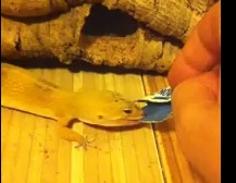 Gecko Lizard acting like a dog