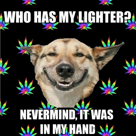 high-dog-2-marijuana
