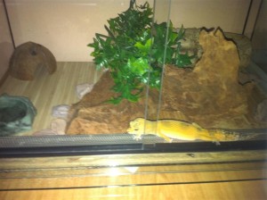 Gecko - Terrariu
