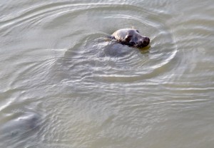 Foca - Dublin